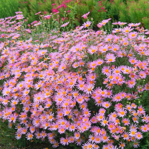 Chrysanthemum x rubellum 'Clara Curtis' - Talikrüsanteem 'Clara Curtis' P9/0,55L